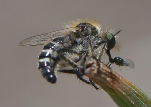 Holopogon melaleucus